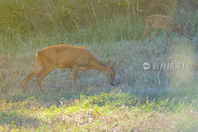 鹿(Capreolus Capreolus)在农田之间的田野路上，母子俩。Bergueda。